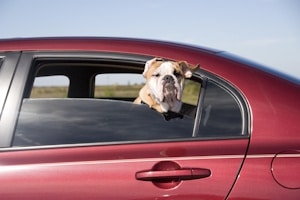 Fährt ein Hund im Auto mit, muss einiges beachtet werden.