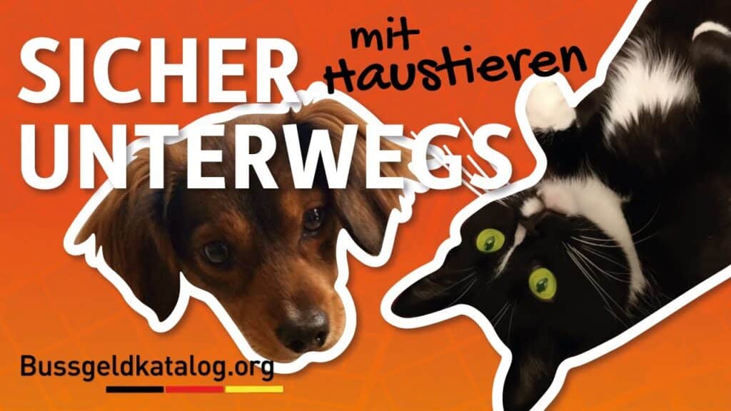 Wie müssen Sie Ihren Vierbeiner im Auto sichern? Erfahren Sie es in diesem Video!